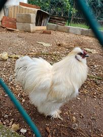 Gallo Moroseta
