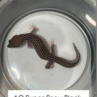 Geco leopardino -1.0 Supersnow Black Night Eclipse