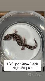 Geco leopardino -1.0 Supersnow Black Night Eclipse