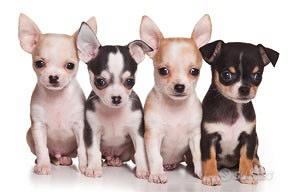 Chihuahua messicani