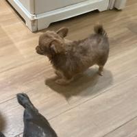 Cucciolo di chihuahua