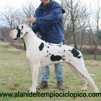 Alano alani cuccioli