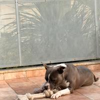 Amstaff 2 anni
