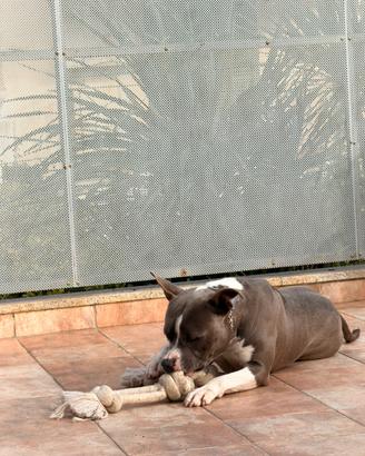 Amstaff 2 anni