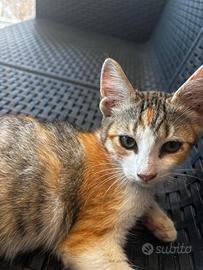 Gattina di 4 mesi