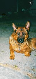 Cane da monta/accoppiamento