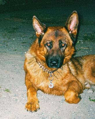 Cane da monta/accoppiamento