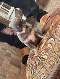 Chihuahua Maschio, dimension mini blu occhi chiari