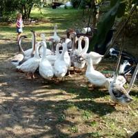 Anatroccoli e oche germani