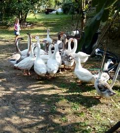 Anatroccoli e oche germani