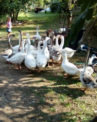 Anatroccoli e oche germani