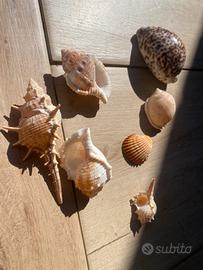 Conchiglie mare