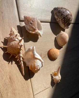 Conchiglie mare