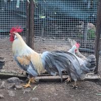 Coppia di italianer grigio perla selvatico isabell