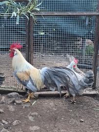 Coppia di italianer grigio perla selvatico isabell