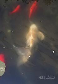Carpe Koi Butterfly