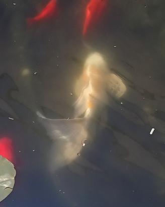 Carpe Koi Butterfly