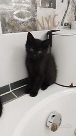 Gattini neri