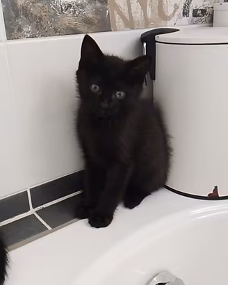 Gattini neri