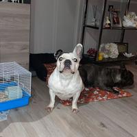 Bouledogue Francese