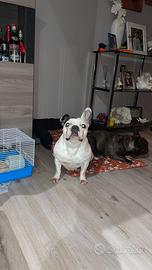 Bouledogue Francese