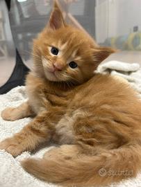 Main Coon rosso