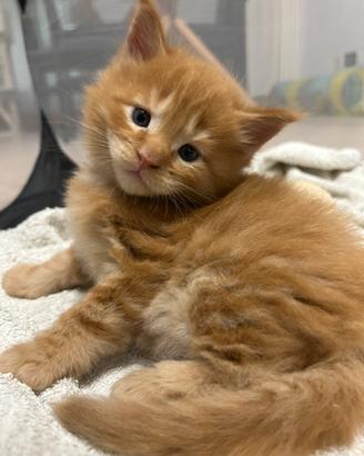 Main Coon rosso