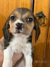 Beagle cucciola