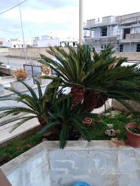 Splendida Cycas di circa 50 anni con 8 bulbi