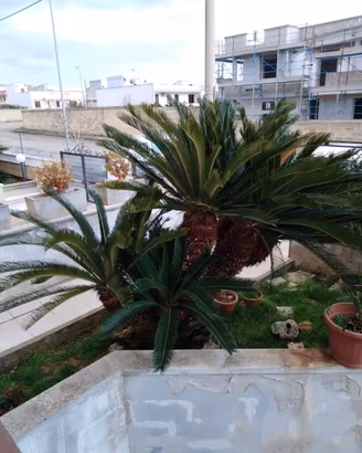 Splendida Cycas di circa 50 anni con 8 bulbi