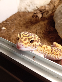 Geco leopardiano più teca