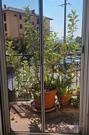 Pianta di melo.Altezza 190 cm. Completa di vaso