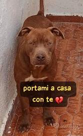 Red amstaff 2 anni