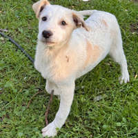 Cuccioli in adozione