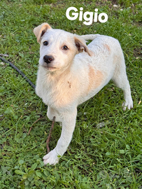 Cuccioli in adozione