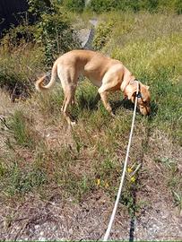 Meravigliosa cucciola