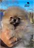 spitz-nano-tedesco-pomerania