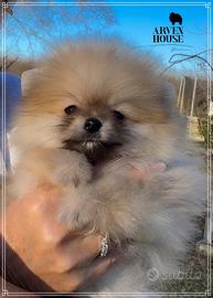Spitz nano tedesco Pomerania