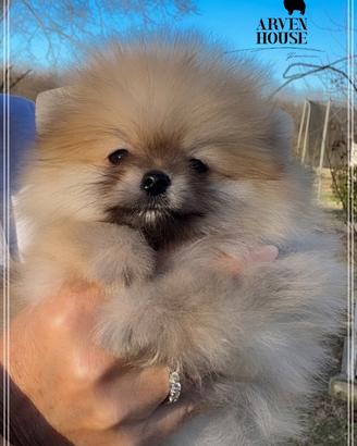 Spitz nano tedesco Pomerania