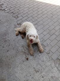 cucciolo lagotto