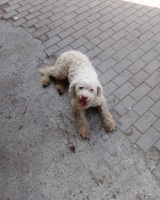 cucciolo lagotto