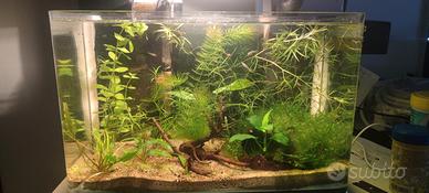 acquarietto da scrivania completo di tutto