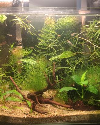 acquarietto da scrivania completo di tutto