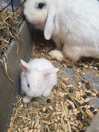 Cuccioli Coniglio Nano (Ariete e Testa di Leone)