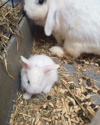 Cuccioli Coniglio Nano (Ariete e Testa di Leone)