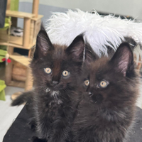 Maine coon
