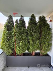 Piante thuja altezza 200cm