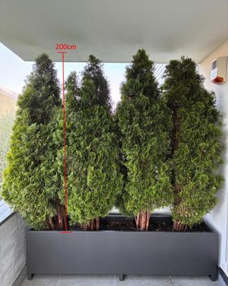 Piante thuja altezza 200cm