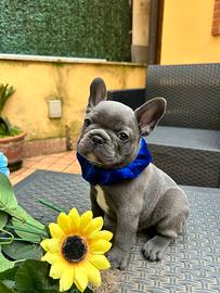 Bulldog Francese Manto blu