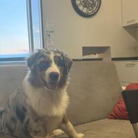 Ares pastore australiano disponibile per monta